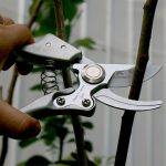 Kéo cắt cành SK5 Nhật Bản (4)